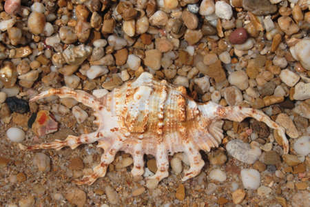 seashell on seashore covered with waterの写真素材