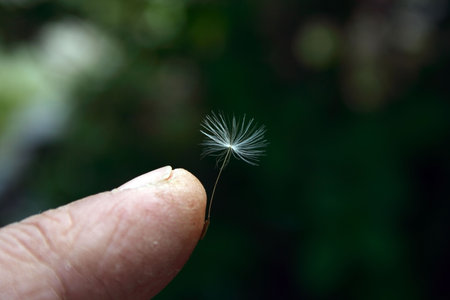 small dandelion seed on rough man fingerの写真素材