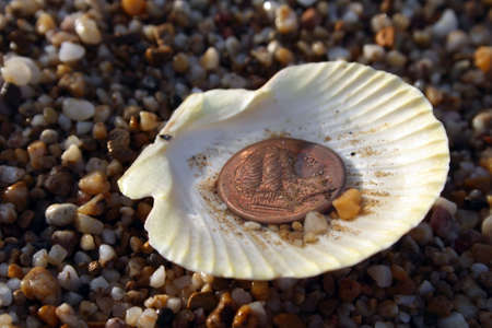 copy of ancient greek copper coin in sea shellの写真素材