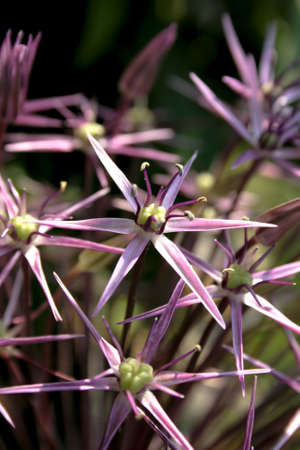 close-up big allium flower in blossom summer timeの写真素材