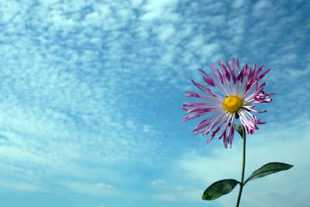 single chrysanthemum over cloudy sky in autumnの写真素材