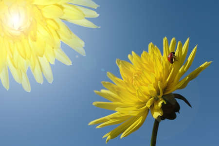 abstract pair dahlias and ladybird over cloudless blue skyの写真素材