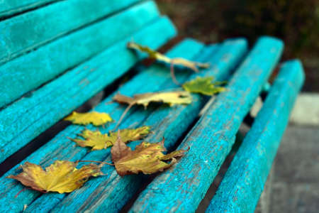 autumn begining yellow leaves on blue old benchの写真素材