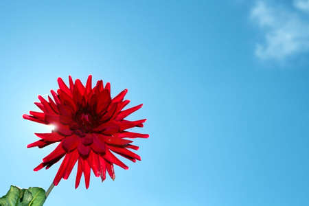 abstract red dahlia over almost cloudless blue skyの写真素材