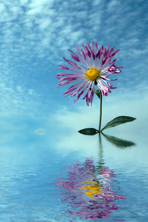 single chrysanthemum over cloudy sky in autumn flooding in waterの写真素材