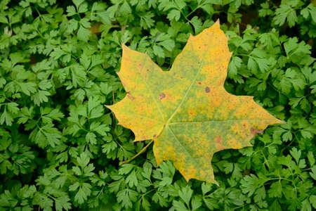 autumn maple yellow leave on green grass sproutsの写真素材