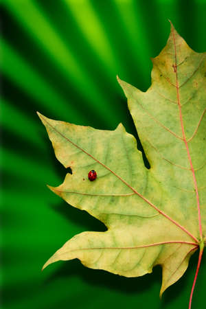 yellow autumn maple leaves with ladybird on attractive green backgroundの写真素材
