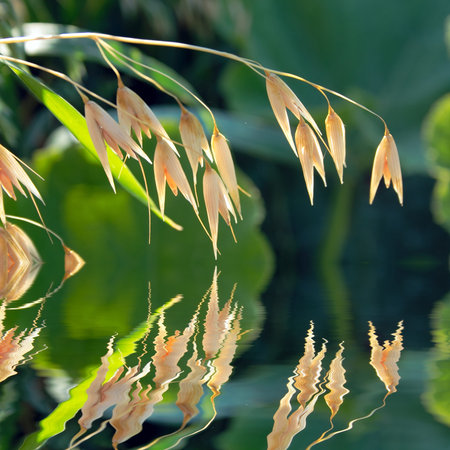 Yellow Oats spikes in summer on green natural background reflecting in calm waterの写真素材