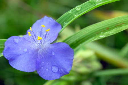 closeup tradenscantia flowers in blossom with drops on leavesの写真素材