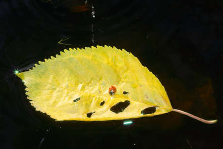autumn - ladybird and yellow leaf on dark water with sparklesの写真素材