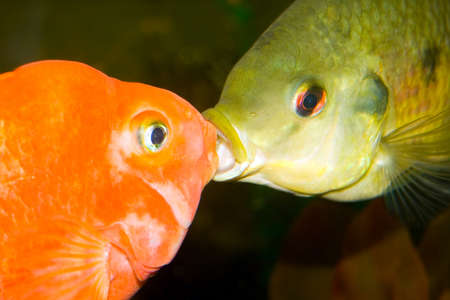 Two different fish kissingの写真素材