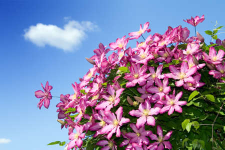 attractive pink clematis in summer garden over skyの写真素材