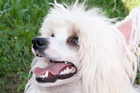Chinese Crested  breed dog closeupの写真素材