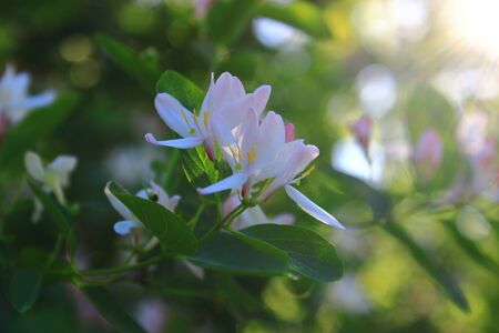 flower in the gardenの写真素材