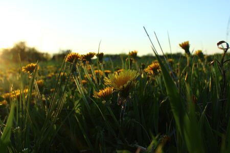 flowers in the fieldの写真素材