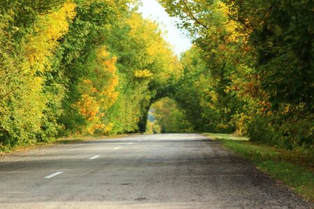 road through the forestの写真素材