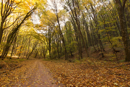 Beautiful landscape road in autumn forestの写真素材