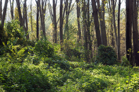 Trees in a forest, fall season