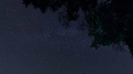 Night sky in forest. Tree, and constellations Delphinus, Cepheus,Cygnus, Lacerta, Pegasus