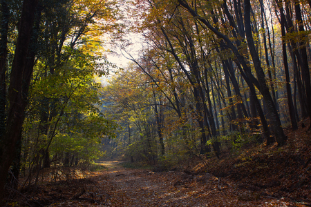 Forest Path Sunbeams through Autumn Forest with Leafs Changing Colorの写真素材