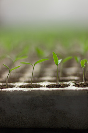 Tomato seedlings sproutの写真素材