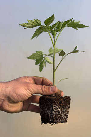 Tomato Seedling in the hands of agricultureの写真素材