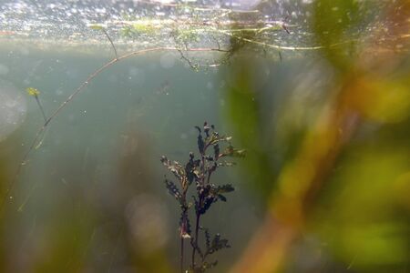 Swamp water flora Freshwater Underwaterの写真素材