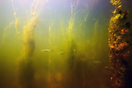 Freshwater underwater scene Freshwater fish rivers and lakesの写真素材
