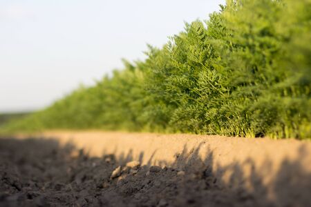 Close up carrot field, selective focusの写真素材