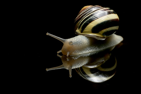 Cute Snail. Garden snail isolated on black. Close-up. Garden snail on black reflective backgroundの写真素材