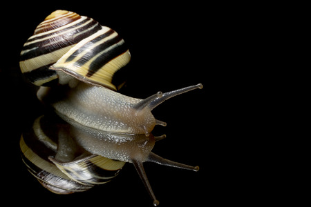 Cute Snail. Garden snail isolated on black. Close-up. Garden snail on black reflective backgroundの写真素材