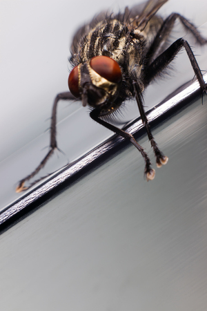 Close up of a fly. Common house fly.の写真素材