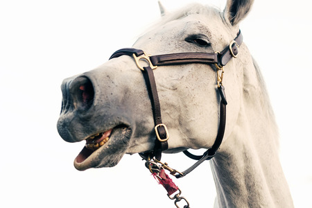Funny horse portrait isolated white background.の写真素材