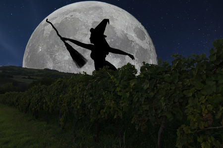 Halloween witch silhouette flying with broomstick. Full Moon Vineyard.の写真素材