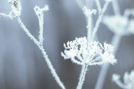 Hoarfrost on grass. Frosted grass at cold winter day, natural background.Dry grass covered with...