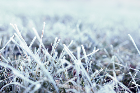 Background of grass covered with hoarfrost. Frost in the morning. Shallow depth of field. Close-up.の写真素材