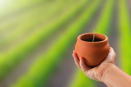 Child hand holding potted young plant over nature backgroundの写真素材