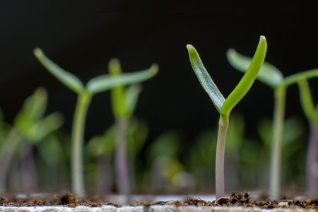 Young seedlings in springtime, Closeup.の写真素材