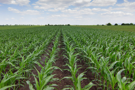 Green corn fieldの写真素材