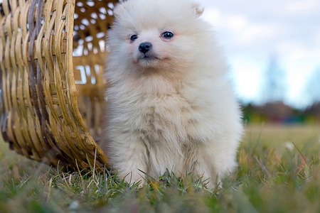 Little puppy. Small Pomeranian puppy
Pomeranian spitz-dogの写真素材
