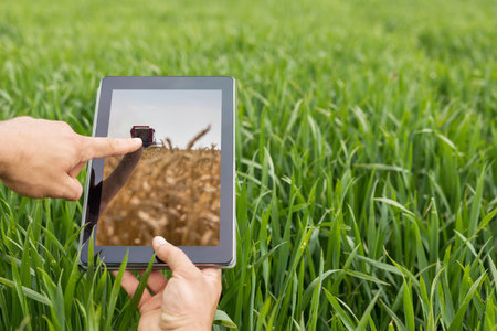 Using tablet on wheat field. Modern Agriculture. Wheat futures concept.