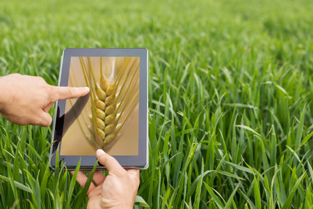 Using tablet on wheat field. Modern Agriculture. Wheat futures concept.の写真素材