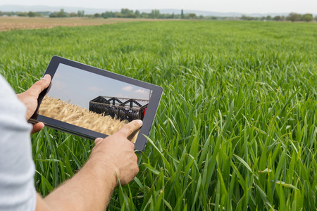 Using tablet on wheat field. Modern Agriculture. Wheat futures concept.の写真素材