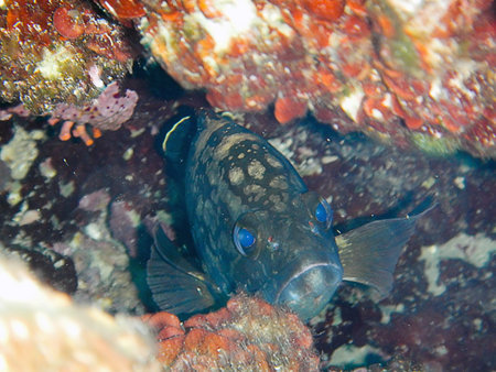 Dusky grouper in an underwater cave