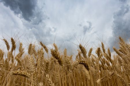 Storm clouds over wheat field.の写真素材