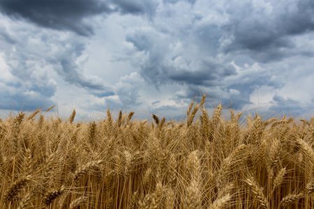 Summer wheat field and Storm clouds.の写真素材