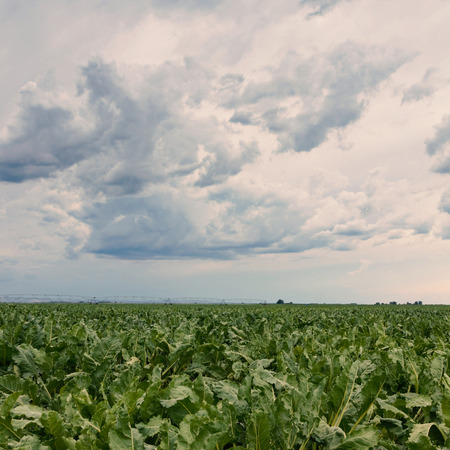 Sugar beet crops field, agricultural landscapeの写真素材