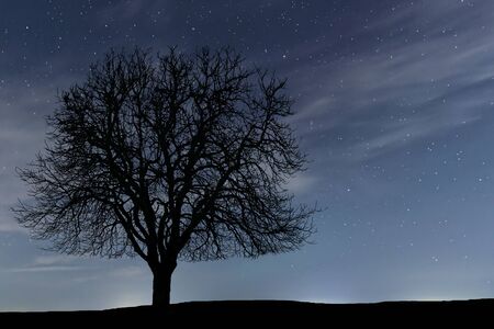 Lonely tree in night. Clouds and night sky.の写真素材