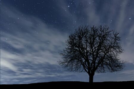 Lonely tree in night. Clouds and night sky.の写真素材
