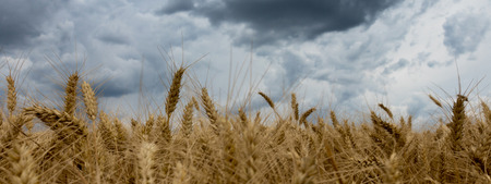 Storm clouds over wheat field.の写真素材
